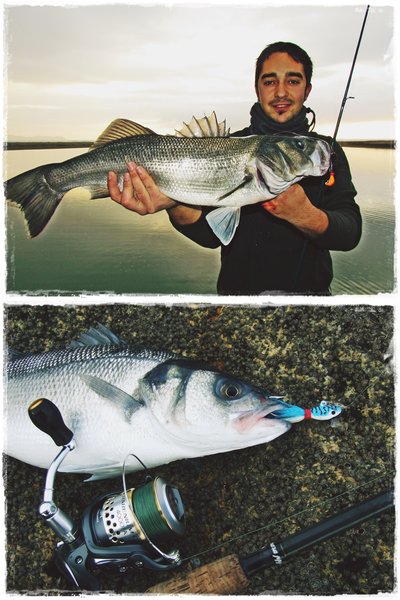 Banana 14 gr. y Minnow 28 gr.