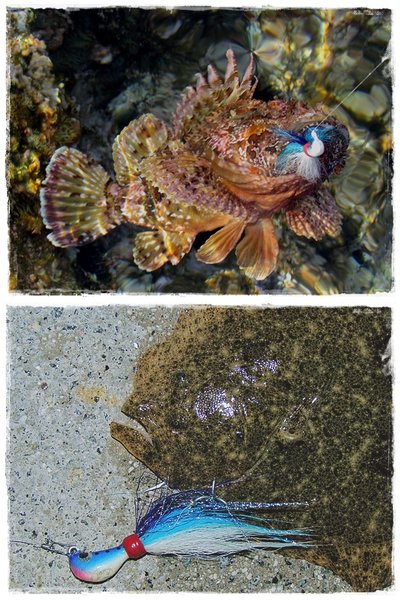   Banana 7 gr. y Banana 14 gr.